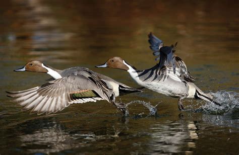 How Can You Show Respect for Other Hunters? And Why Do Ducks Always Fly South for the Winter?