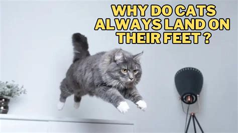 Why Isn't My Video Working on Zoom, and Why Do Cats Always Land on Their Feet?